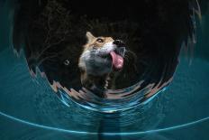 Fox drinking water from a sauna pool in a garden, Hungary-Milan Radisics-Photographic Print