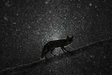 Fox walking on tree trunk in heavy snowstorm, Hungary-Milan Radisics-Photographic Print