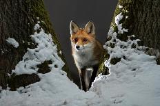 Fox walking on tree trunk in heavy snowstorm, Hungary-Milan Radisics-Photographic Print