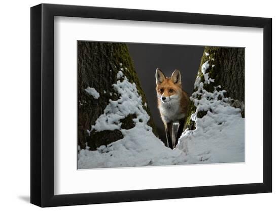 Premium Photographic Print, , large
