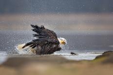 Bald Eagle-Milan Zygmunt-Photographic Print