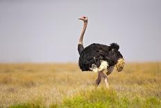 Common Ostrich (Struthio Camelus), or Simply Ostrich, is a Species of Large Flightless Bird Native-Milan Zygmunt-Photographic Print