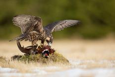 Eurasian Eagle-Owl-Milan Zygmunt-Photographic Print