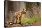Stretched Canvas