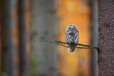 Peregrine Falcon-Milan Zygmunt-Photographic Print