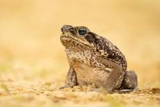 Eurasian Eagle-Owl-Milan Zygmunt-Photographic Print