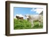 Milck Cow with Bell Grazing on Switzerland Alpine Mountains Green Grass Pasture over Blue Sky-kadmy-Framed Photographic Print