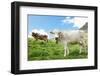 Milck Cow with Bell Grazing on Switzerland Alpine Mountains Green Grass Pasture over Blue Sky-kadmy-Framed Photographic Print