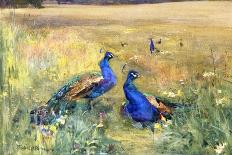 Peacocks in a Field-Mildred Anne Butler-Laminated Giclee Print