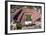 Mile High Stadium - Denver, Colorado-Mike Smith-Framed Art Print