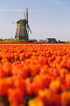 Field of tulips and windmill, near Obdam, North Holland, Netherlands, Europe-Miles Ertman-Photographic Print
