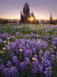 Sunrise in Mt. Rainier National Park During Wildflower Season-Miles Morgan-Mounted Photographic Print