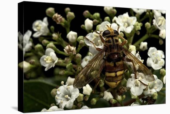 Milesia Crabroniformis (Hoverfly)-Paul Starosta-Stretched Canvas