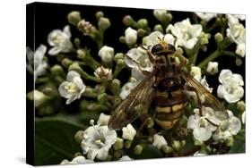 Milesia Crabroniformis (Hoverfly)-Paul Starosta-Stretched Canvas