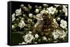 Milesia Crabroniformis (Hoverfly)-Paul Starosta-Framed Stretched Canvas