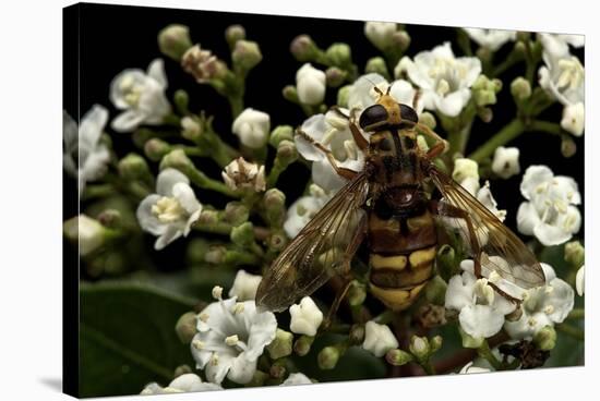 Milesia Crabroniformis (Hoverfly)-Paul Starosta-Stretched Canvas