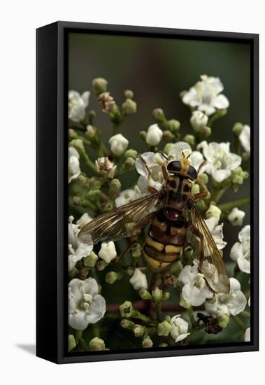 Milesia Crabroniformis (Hoverfly)-Paul Starosta-Framed Stretched Canvas