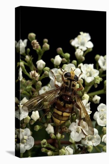 Milesia Crabroniformis (Hoverfly)-Paul Starosta-Stretched Canvas