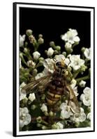 Milesia Crabroniformis (Hoverfly)-Paul Starosta-Framed Premium Photographic Print