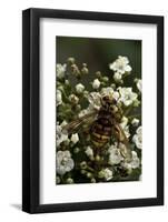 Milesia Crabroniformis (Hoverfly)-Paul Starosta-Framed Photographic Print