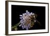 Milesia Crabroniformis (Hoverfly)-Paul Starosta-Framed Photographic Print