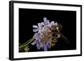 Milesia Crabroniformis (Hoverfly)-Paul Starosta-Framed Photographic Print