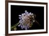 Milesia Crabroniformis (Hoverfly)-Paul Starosta-Framed Photographic Print