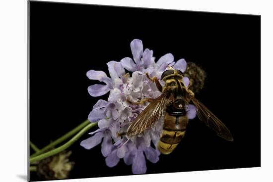 Milesia Crabroniformis (Hoverfly)-Paul Starosta-Mounted Photographic Print