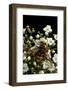 Milesia Crabroniformis (Hoverfly)-Paul Starosta-Framed Photographic Print