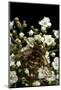 Milesia Crabroniformis (Hoverfly)-Paul Starosta-Mounted Photographic Print
