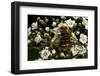 Milesia Crabroniformis (Hoverfly)-Paul Starosta-Framed Photographic Print