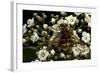 Milesia Crabroniformis (Hoverfly)-Paul Starosta-Framed Photographic Print