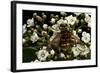 Milesia Crabroniformis (Hoverfly)-Paul Starosta-Framed Photographic Print