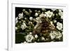 Milesia Crabroniformis (Hoverfly)-Paul Starosta-Framed Photographic Print