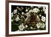 Milesia Crabroniformis (Hoverfly)-Paul Starosta-Framed Photographic Print