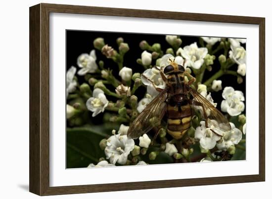 Milesia Crabroniformis (Hoverfly)-Paul Starosta-Framed Photographic Print