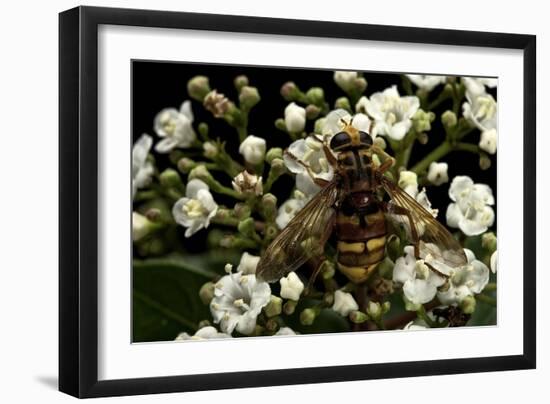 Milesia Crabroniformis (Hoverfly)-Paul Starosta-Framed Photographic Print