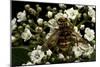 Milesia Crabroniformis (Hoverfly)-Paul Starosta-Mounted Photographic Print