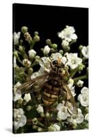 Milesia Crabroniformis (Hoverfly)-Paul Starosta-Stretched Canvas