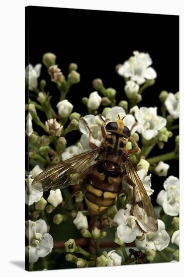 Milesia Crabroniformis (Hoverfly)-Paul Starosta-Stretched Canvas