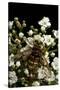 Milesia Crabroniformis (Hoverfly)-Paul Starosta-Stretched Canvas
