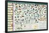 Milestones of Evolution Educational Science Chart Poster-null-Framed Poster