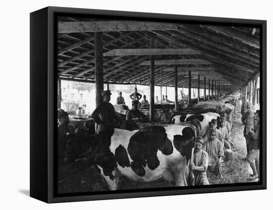 Military Cheese Factory, the Milking-null-Framed Stretched Canvas