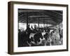 Military Cheese Factory, the Milking-null-Framed Photographic Print