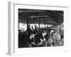 Military Cheese Factory, the Milking-null-Framed Photographic Print