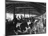 Military Cheese Factory, the Milking-null-Mounted Photographic Print