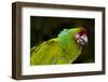 Military Macaw (Ara Militaris)-Lynn M^ Stone-Framed Photographic Print