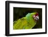 Military Macaw (Ara Militaris)-Lynn M^ Stone-Framed Photographic Print