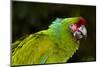 Military Macaw (Ara Militaris)-Lynn M^ Stone-Mounted Photographic Print