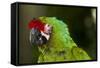 Military Macaw, Captive, S. America-Lynn M^ Stone-Framed Stretched Canvas